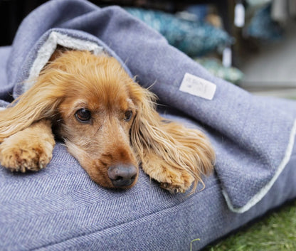 Designed for Dogs Blankets