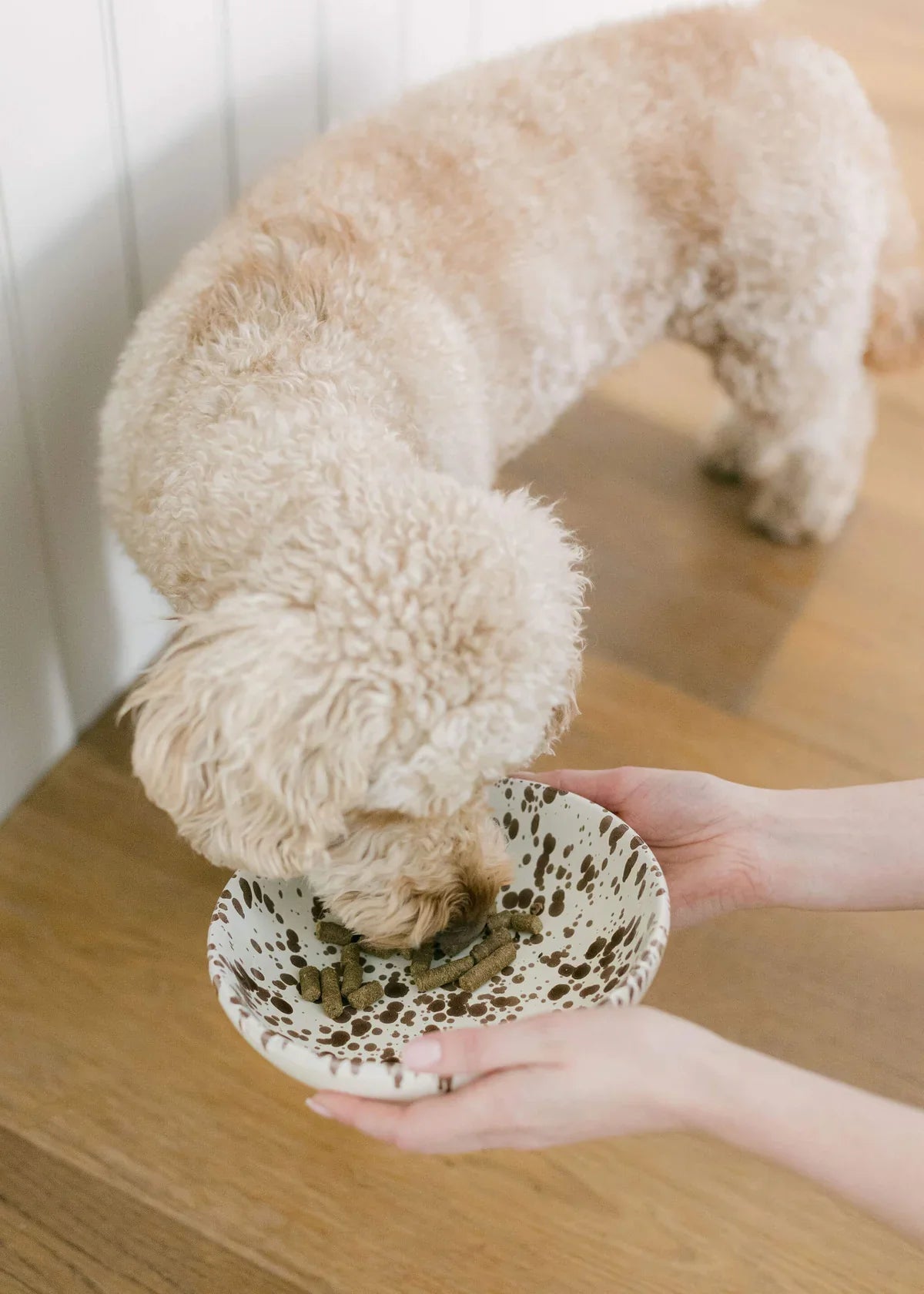 Paloma’s Ceramic Pet Bowl (Medium 19cm)