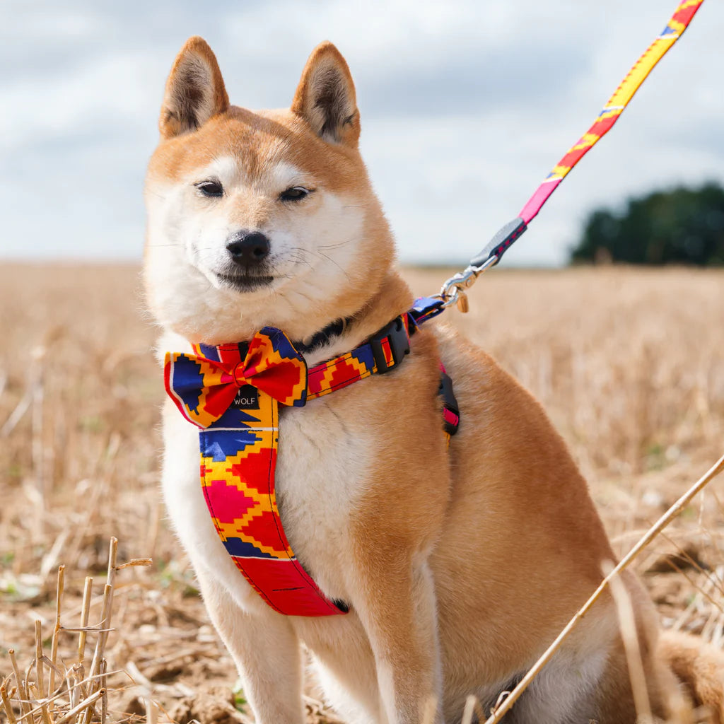 Hiro and Wolf Dakar Bow Tie