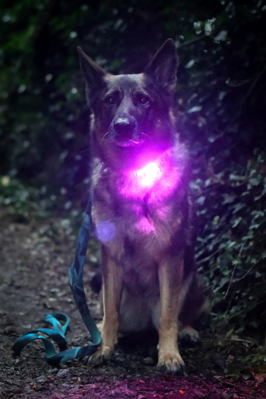 Twiggy Tags TrekBright Saftey Light