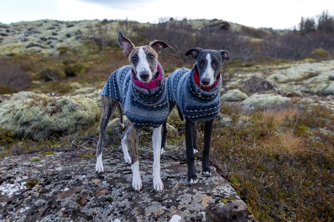 The Trendy Whippet Renzy Fairisle Jumper