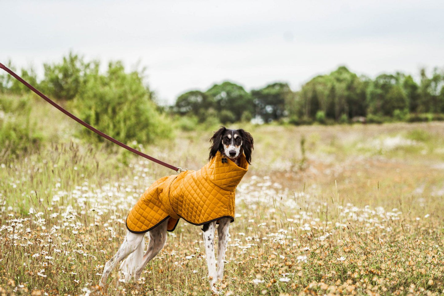 The Trendy Whippet Yellow Quilted Waterproof Coat