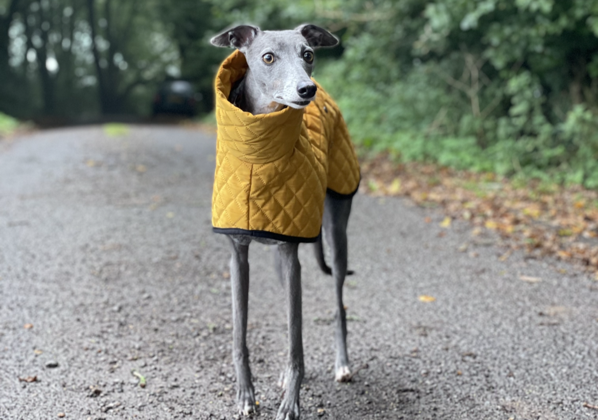 The Trendy Whippet Yellow Quilted Waterproof Coat