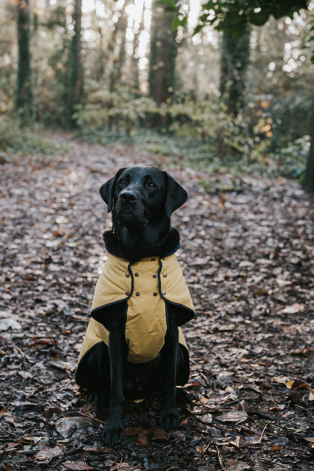 Winston James Woof Sunshine Yellow Winter Jacket