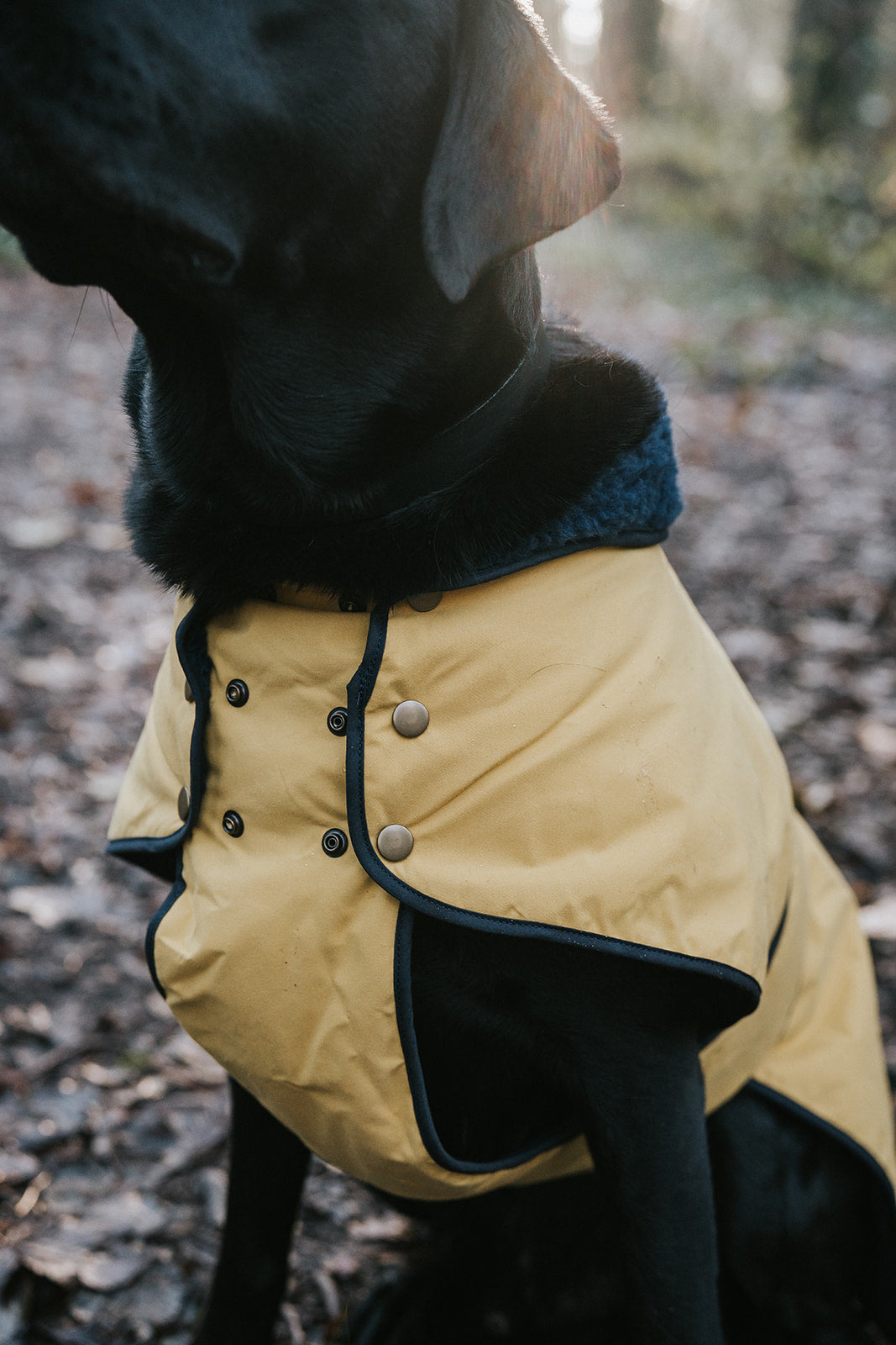 Winston James Woof Sunshine Yellow Winter Jacket