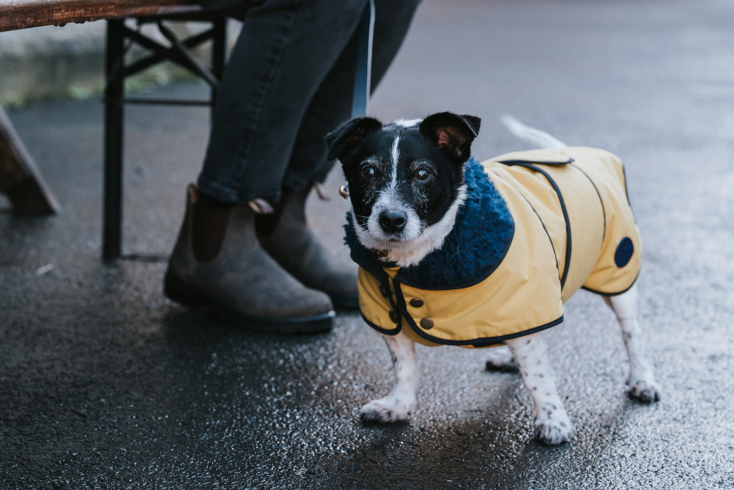 Winston James Woof Sunshine Yellow Winter Jacket