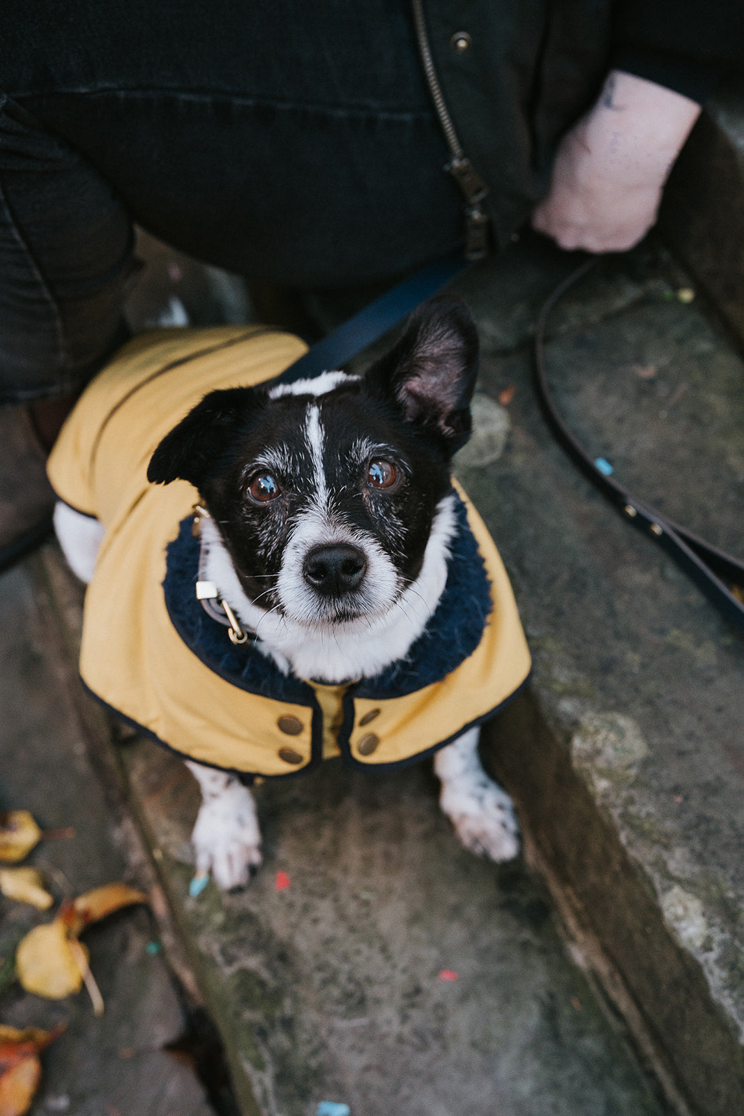 Winston James Woof Sunshine Yellow Winter Jacket