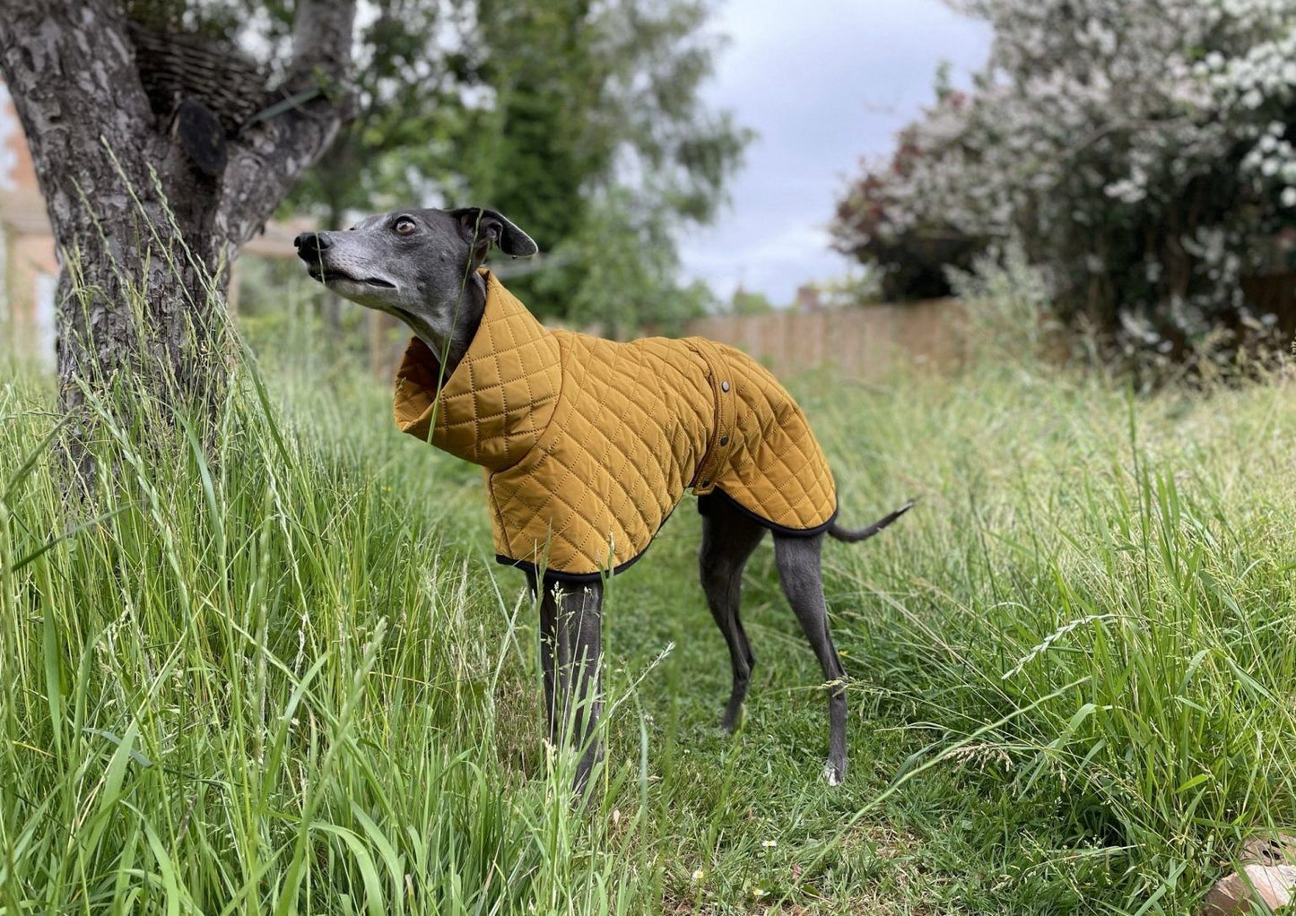 The Trendy Whippet Yellow Quilted Waterproof Coat