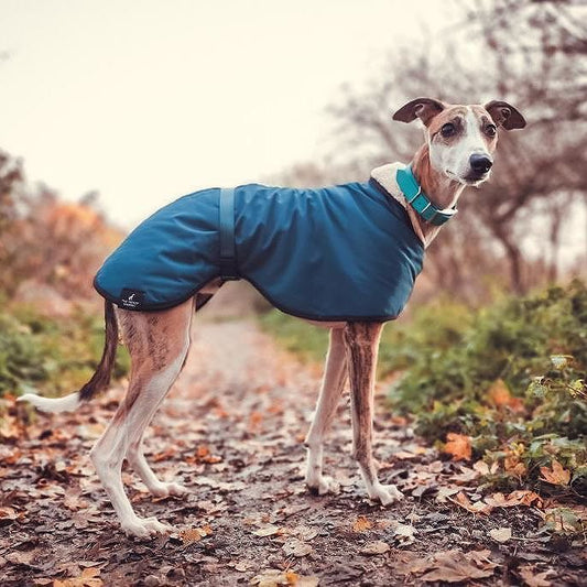The Trendy Whippet Waterproof Teal Sighthound Coat