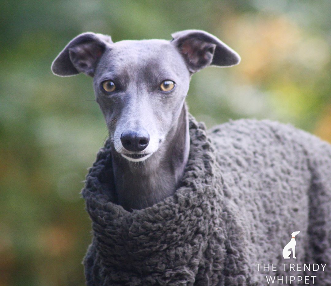 Whippet in outlet jumper