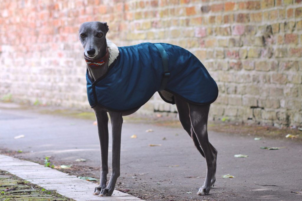 The Trendy Whippet Waterproof Teal Sighthound Coat