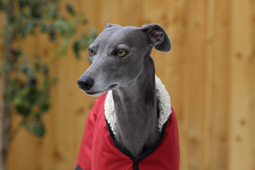 The Trendy Whippet Waterproof Red/Burgundy Sighthound Coat