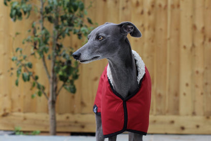The Trendy Whippet Waterproof Red/Burgundy Sighthound Coat