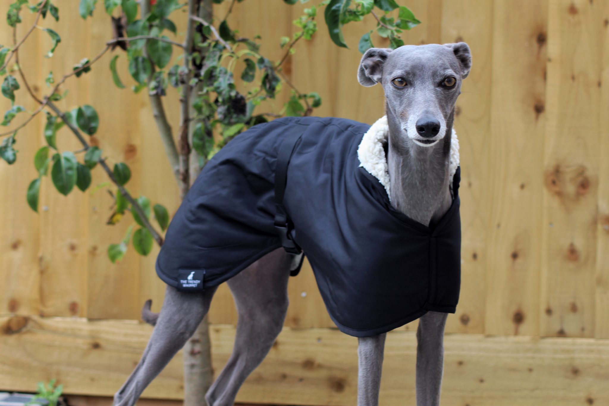 The Trendy Whippet Waterproof Black Sighthound Coat Winston