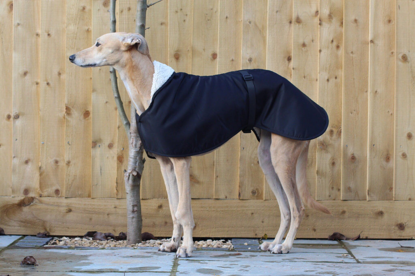 The Trendy Whippet Waterproof Black Sighthound Coat