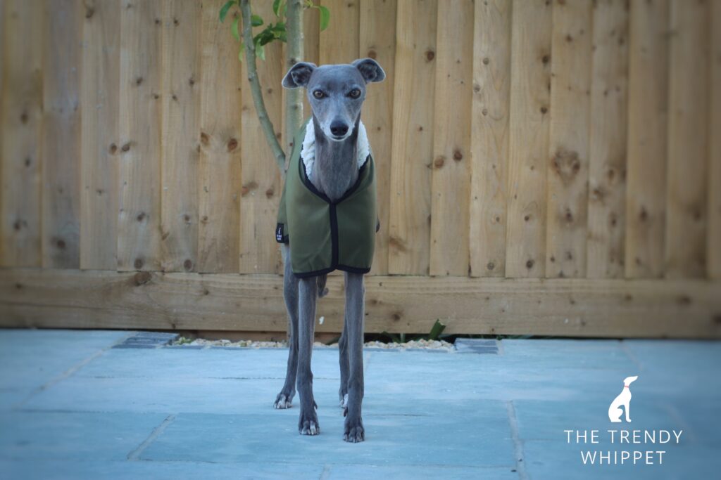 The Trendy Whippet Waterproof Olive Green Sighthound Coat