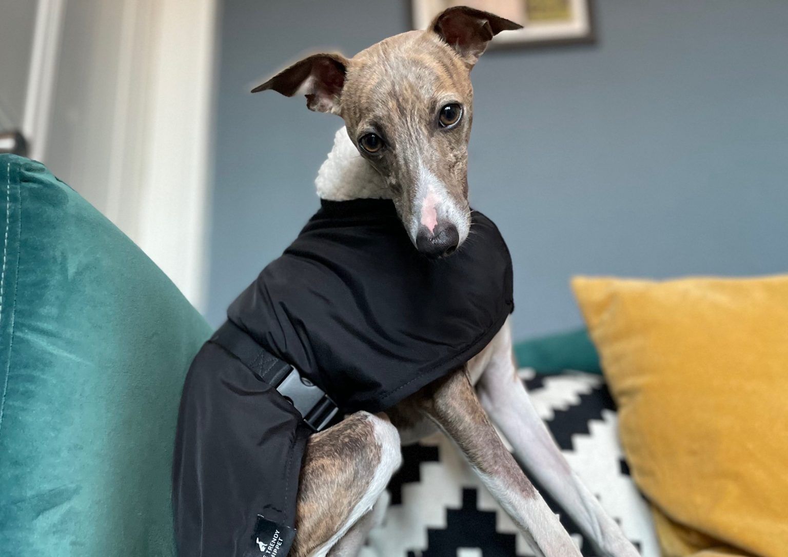 Sighthound coat hotsell