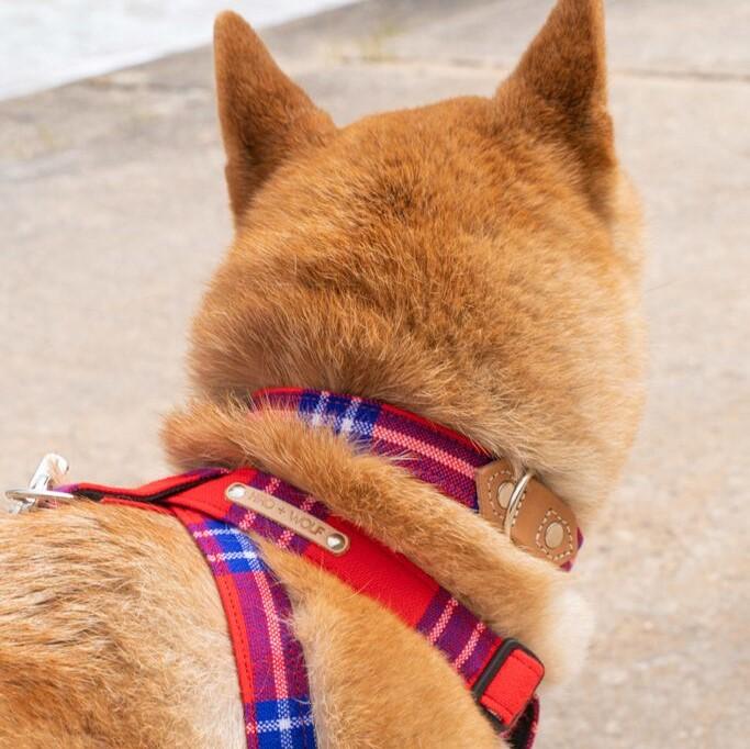 Hiro and Wolf Shuka Red Harness