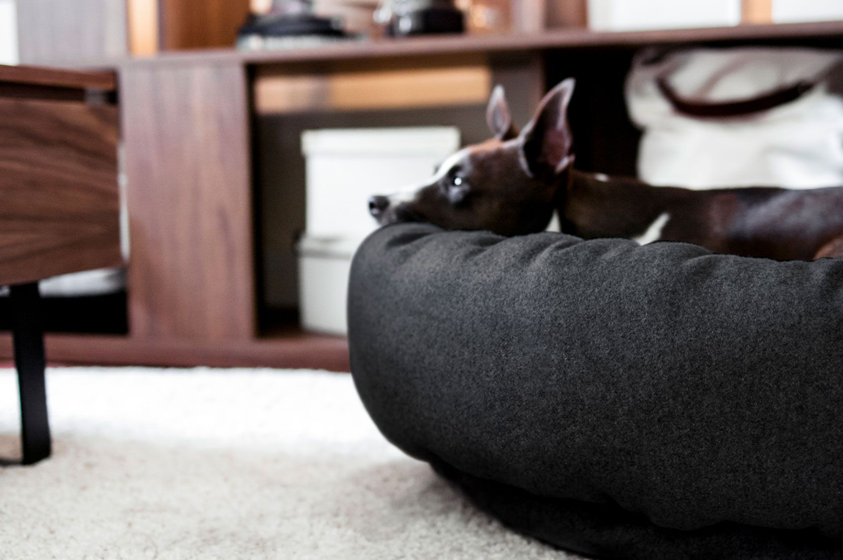 Halo bolster hotsell dog bed