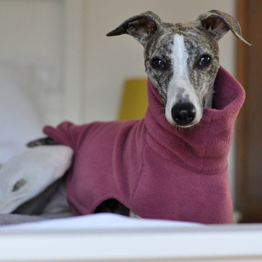 Jumpers for hot sale whippets