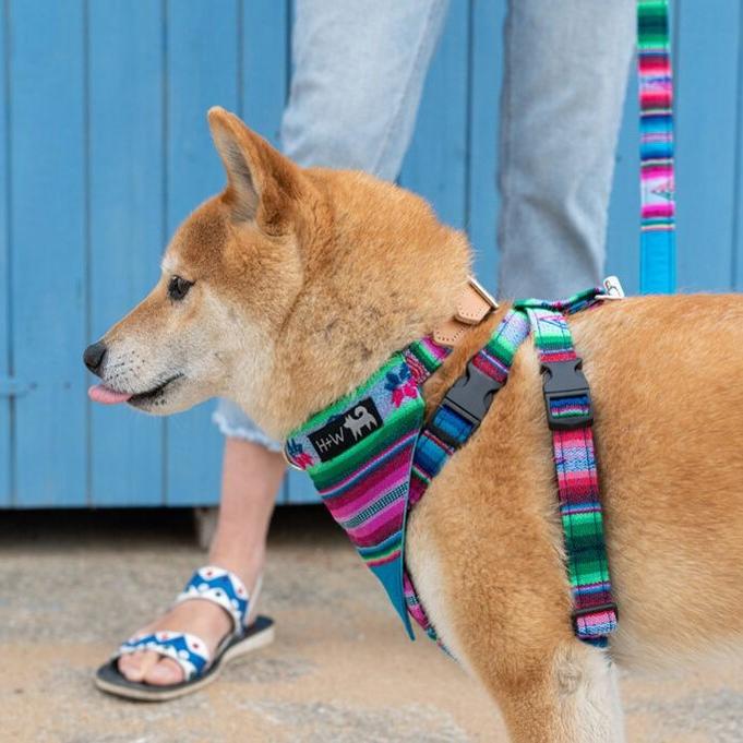 Hiro and Wolf Inca Blue Harness