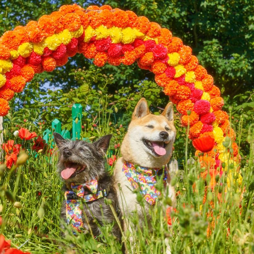 Hiro and Wolf Over the Rainbow Harness