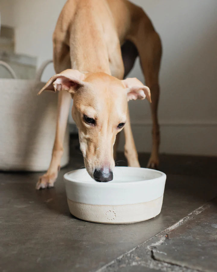 Wild For Dogs Ceramic Bowl