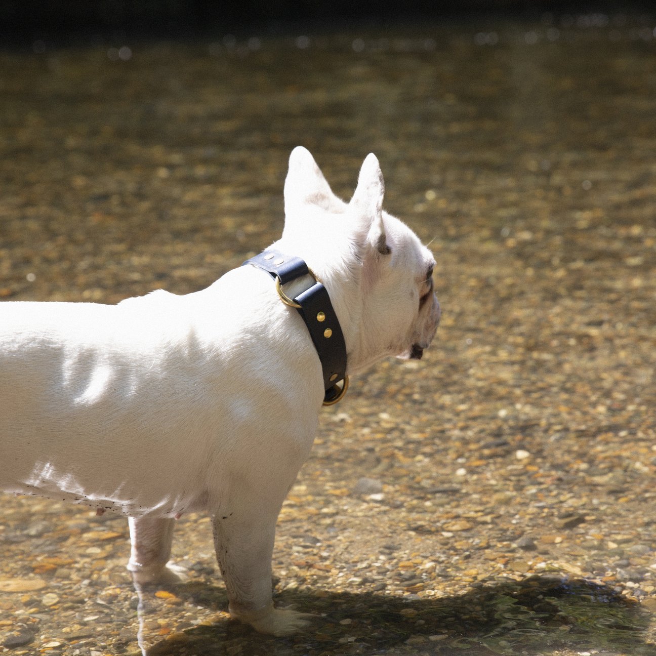 Kintails Navy Leather Dog Collar