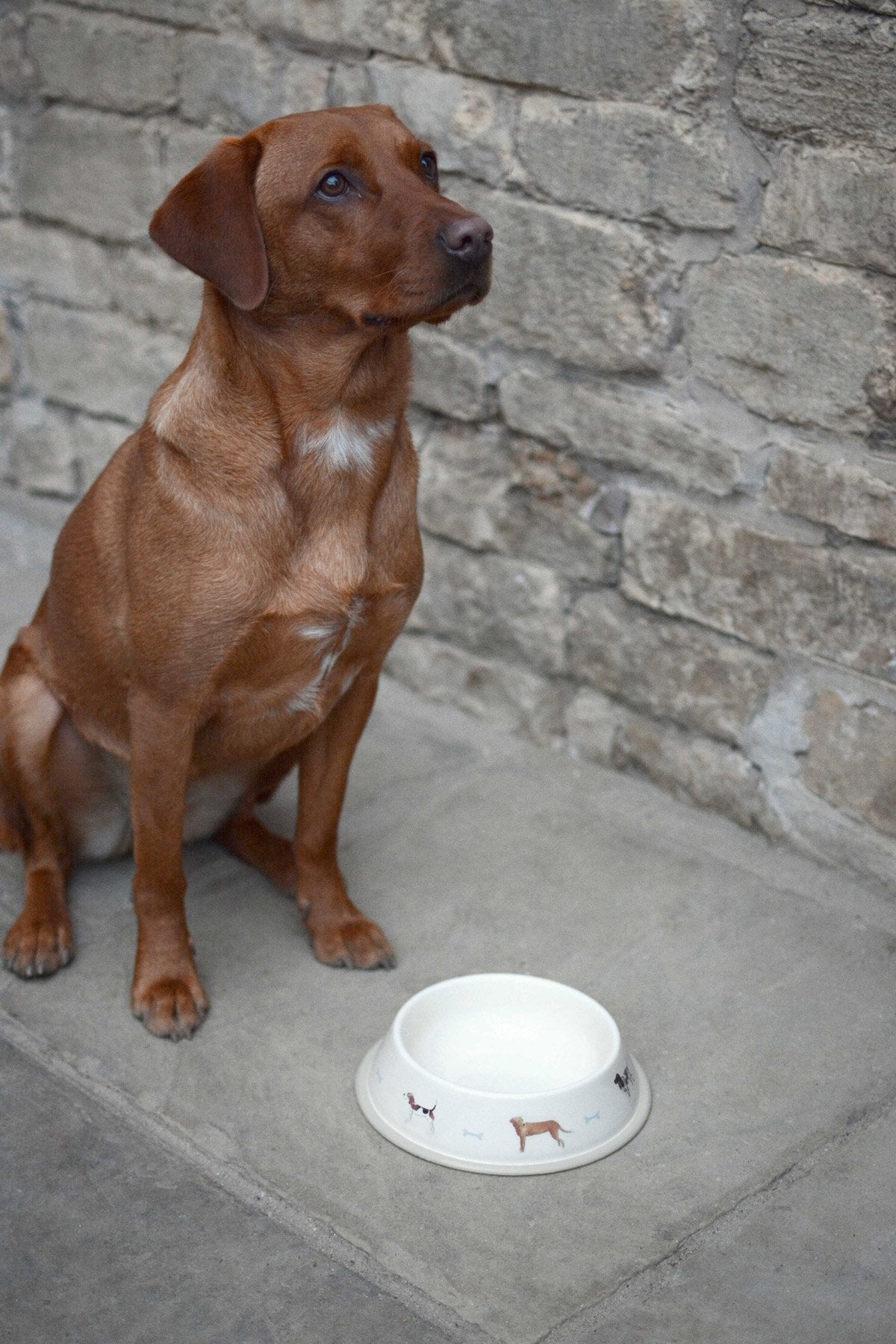 Sophie Allport Woof! Dog Bowl