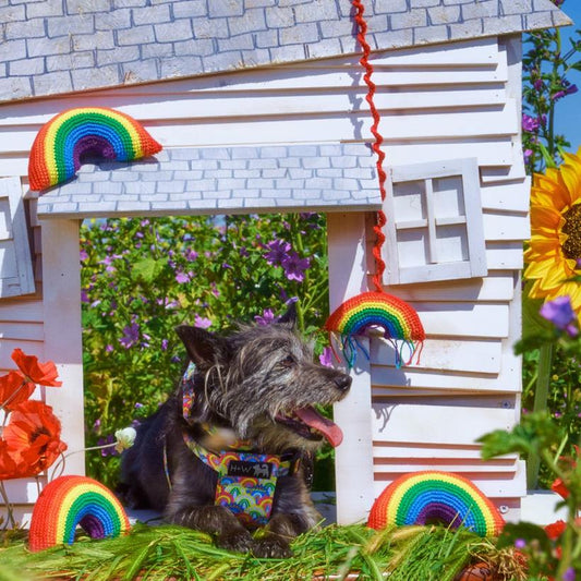 Hiro and Wolf Rainbow Squeaky Toy